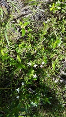 Chaenostoma hispidum