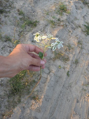 Euphorbia marginata