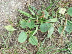 Plantago major