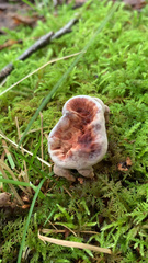 Hydnellum peckii