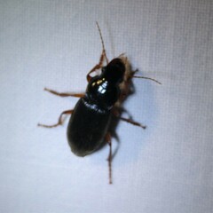 Harpalus rufipes