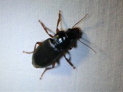 Harpalus rufipes