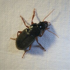 Harpalus rufipes