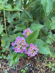 Lantana × strigocamara