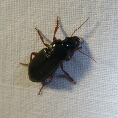 Harpalus rufipes
