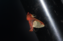 Pseudepimolis incarnata