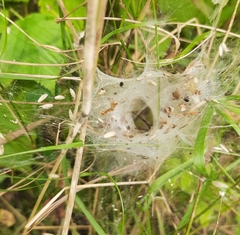 Agelena labyrinthica