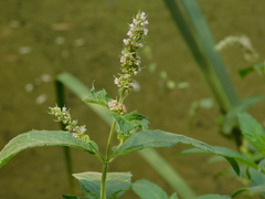 Mentha longifolia