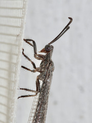 Creoleon lugdunensis