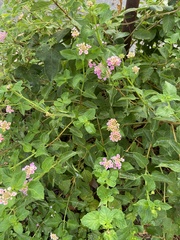Lantana × strigocamara