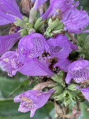 Physostegia