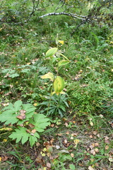 Cypripedium calceolus