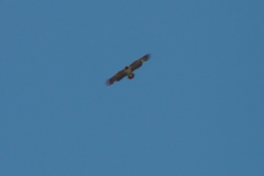 Gypaetus barbatus