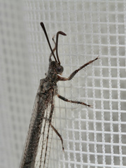 Creoleon lugdunensis