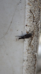 Dilophus febrilis