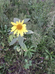 Helianthus annuus