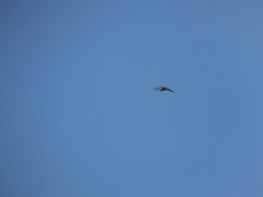 Falco tinnunculus