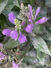 Physostegia