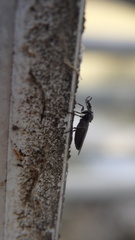 Dilophus febrilis