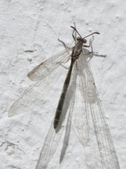 Creoleon lugdunensis