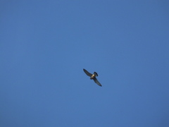 Falco tinnunculus