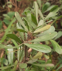 Jatropha dioica