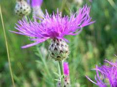Centaurea ambigua