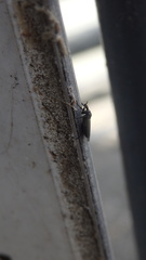Dilophus febrilis