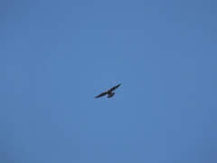 Falco tinnunculus