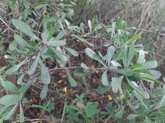 Jatropha dioica