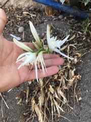 Pancratium maritimum