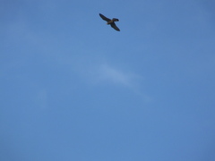 Falco tinnunculus