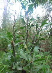 Jatropha dioica