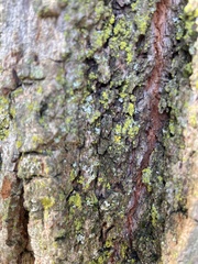 Candelaria concolor