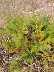 Meum athamanticum