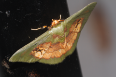 Pyrochlora majorcula