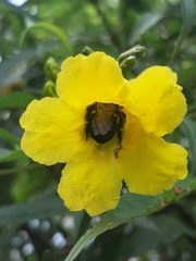 Anthophila