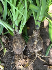 Amaryllis belladonna