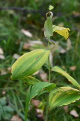 Cypripedium calceolus