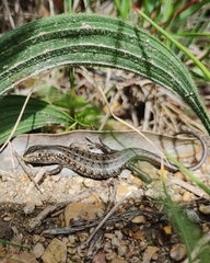 Trachylepis capensis