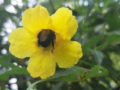 Anthophila