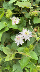 Passiflora foetida