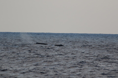 Physeter macrocephalus