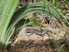Trachylepis capensis