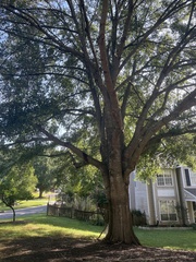Quercus laurifolia