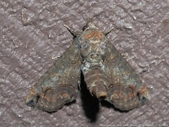 Paectes abrostoloides