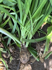 Amaryllis belladonna