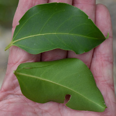 Celtis paniculata