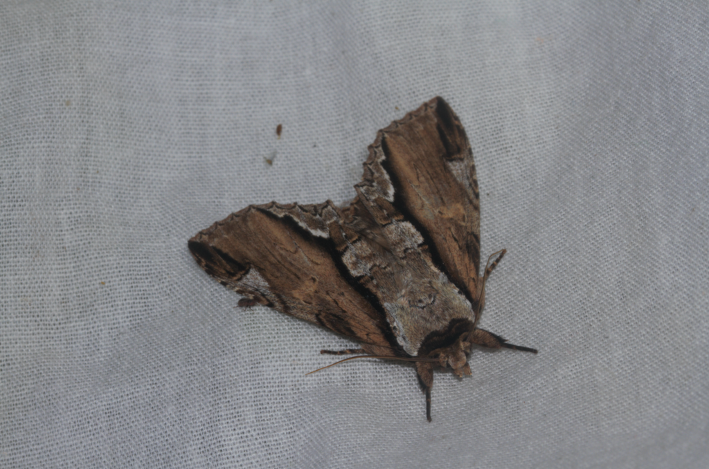 Rhudara coralia