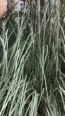 Typha domingensis